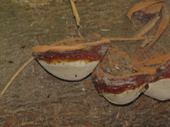 Ganoderma