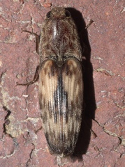 Pherhimius fascicularis