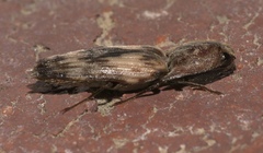 Pherhimius fascicularis