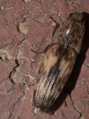 Pherhimius fascicularis