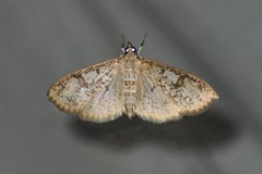 Palpita freemanalis