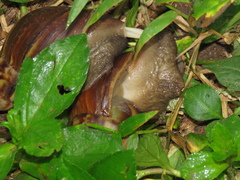 Lissachatina fulica