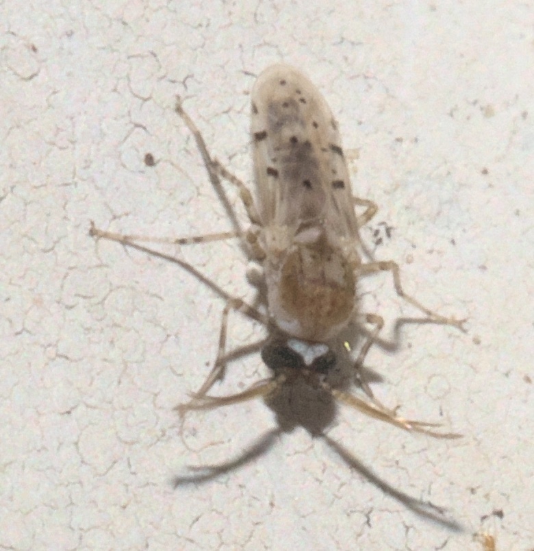 Alluaudomyia paraspina