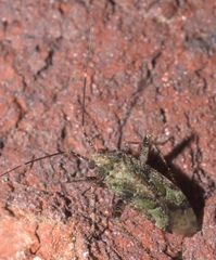 Phytocoris eximius