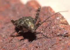 Phytocoris eximius