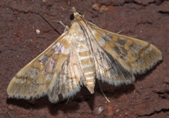 Epipagis fenestralis