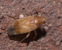 Agnocoris