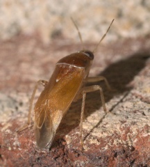Agnocoris