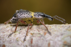 Hybreoleptops tuberculifer