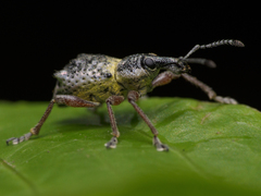 Hybreoleptops tuberculifer