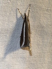 Carectocultus perstrialis