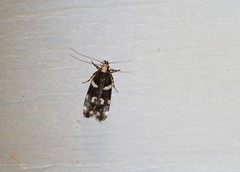 Fascista