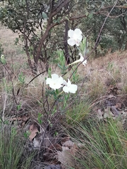 Mandevilla hypoleuca