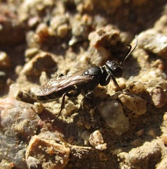 Lyroda
