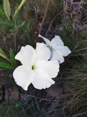 Mandevilla hypoleuca