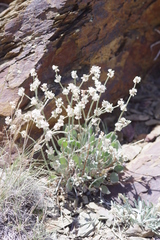 Eriogonum rupinum