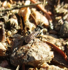 Lyroda
