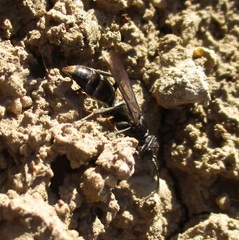 Lyroda