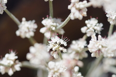 Eriogonum rupinum
