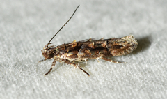 Telphusa perspicua