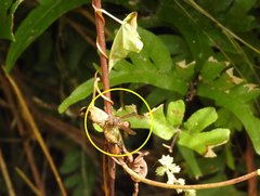 Ropalidia hongkongensis