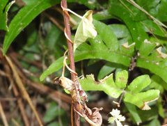 Ropalidia hongkongensis