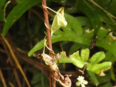 Ropalidia hongkongensis