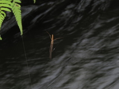 Tetragnatha