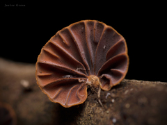 Anthracophyllum discolor