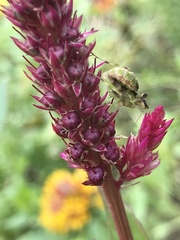 Pseudocreobotrina