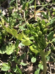 Botrychium alaskense