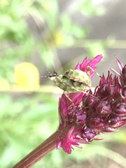 Pseudocreobotrina