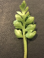 Botrychium alaskense