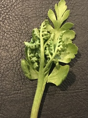 Botrychium alaskense