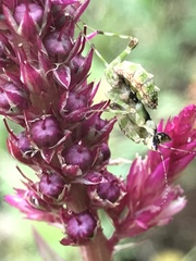 Pseudocreobotrina