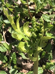 Botrychium alaskense