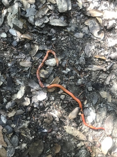 iNaturalist observation photo of Ring-necked Snake