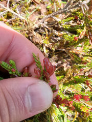 Exobasidium cassiopes