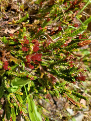 Exobasidium cassiopes