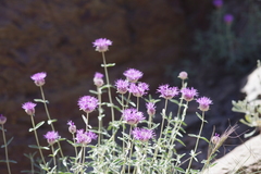 Monardella linoides sierrae