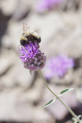 Monardella linoides sierrae