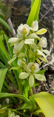 Prosthechea radiata