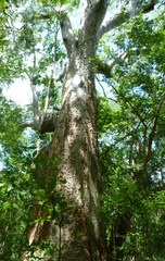 Bombax rhodognaphalon