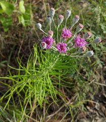 Vernonia lindheimeri
