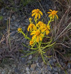 Dysodiopsis tagetoides