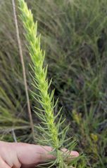 Liatris glandulosa