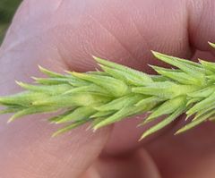 Liatris glandulosa