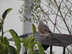 Ficus luschnathiana