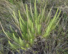 Liatris glandulosa