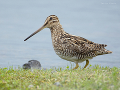 Gallinago magellanica
